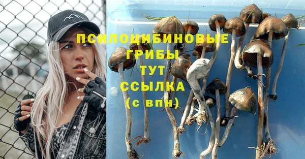 сатива Курчалой